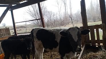 мал сату: Сатам | Бука (эркек) — 6