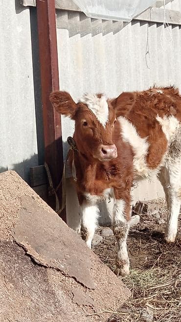 Аквариумдар: Сатам | Музоо | Симментал, Монбельярд | Көбөйтүү үчүн | Байланган — 1