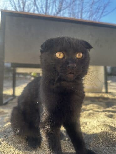 продажа вислоухих шотландских котят: Шотландские вислоухие смесь черный и белый котёнок - Очаровательный — 4