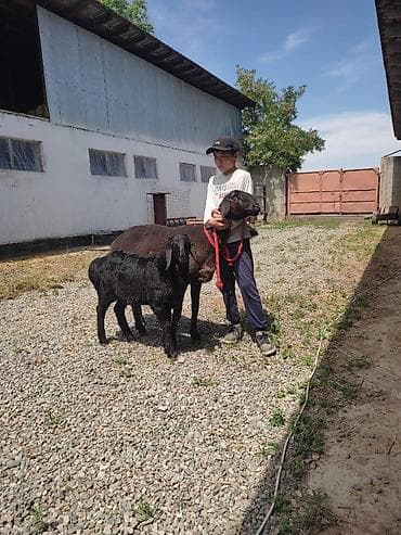 в связи с переездом отдам попугая жако в добрые руки: Продаю | Овца (самка) | Для разведения | Матка — 6