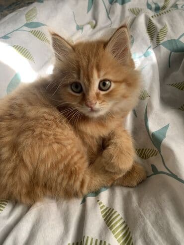 сколько стоит щенок чихуахуа: Мейн-кун, 3 месяца, Мальчик, Рыжий, Приучена к лотку — 1