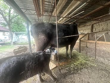 суточный жожо: Продаю | Корова (самка) | Алатауская | Для молока | После отела — 3