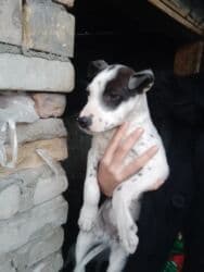 овчарка на вязку: Щенок (порода пит буль). Гладкая короткая шерсть, атлетичное — 2