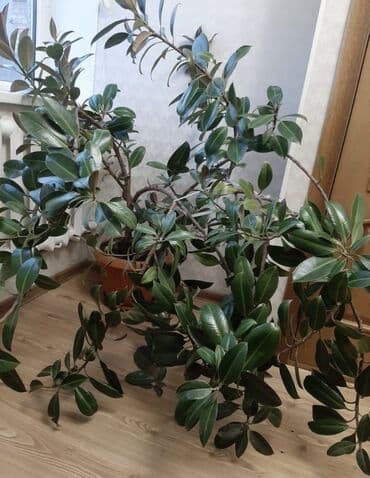 Фикус Эластика (Каучуковое дерево) – стильный и неприхотливый