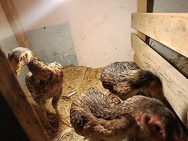 животные собака: Продаю | Петух | Бойцовая | Для разведения — 2