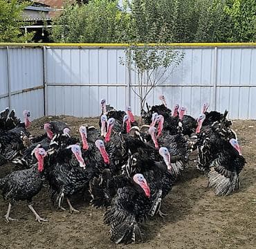 индюшата бишкек: В продаже Индюки. - Возраст: Чуть больше 1 года. Самцы. - Назначение — 2