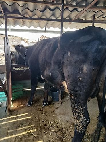 дойны апарат: Продаю | Корова (самка) | Голштин | Для молока | После отела — 3