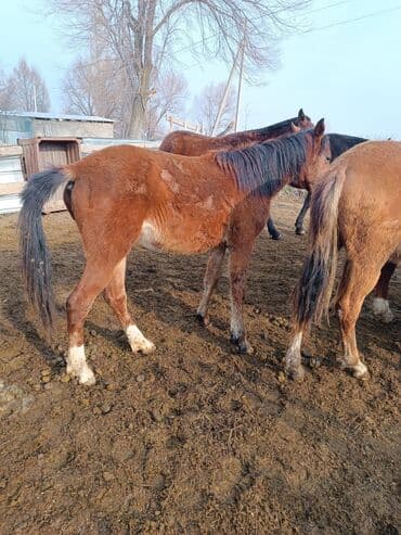 продаю домашние куры: Продаю | Жеребенок | Для разведения — 4