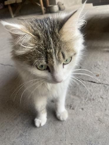 арзан иттер: Мышык бекер берилет: Породасыз, 2 айлык, Ургаачы, Лотокко барууга үйрөтүлгөн — 9