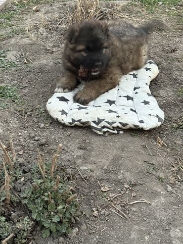 немецкая овчарка каракол: Щенки Кавказкой овчарки.больше месяца. Прививка еще не сделано — 5