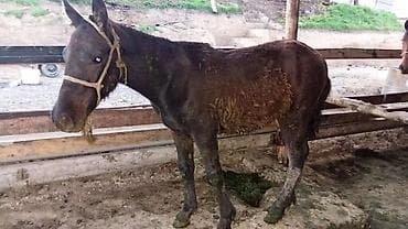 кошка породы мейн кун: Продаю | Кобыла (самка) | Рабочий — 3