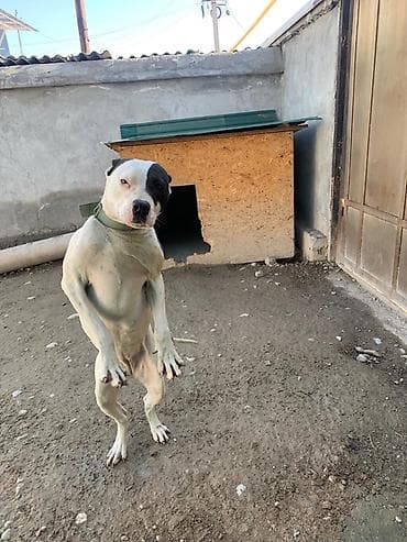 собака пекинес цена: Питбуль, 1 год, Самка — 8