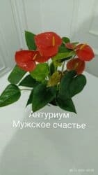 цветы бишкек круглосуточно: Антуриумы — 1