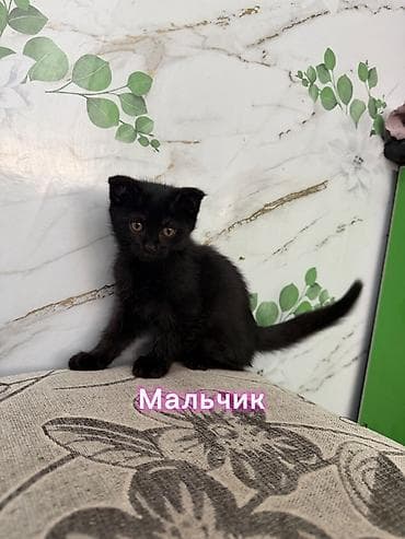 Үй жаныбарлары: Скотиш Фолд (Шотландиялык шалпаң кулак), 2 айлык, Ургаачы, Лотокко барууга үйрөтүлгөн — 5