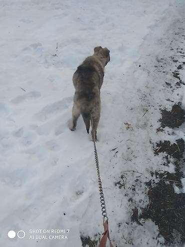 европейская авчарка: Собака даром: Кавказская овчарка, 5 месяцев, Самец — 2