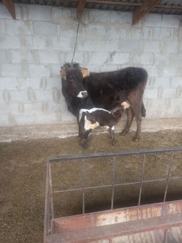 купить щенка мопса: Продаю | Корова (самка) | Алатауская, Швицкая | Для разведения, Для молока | После отела — 6