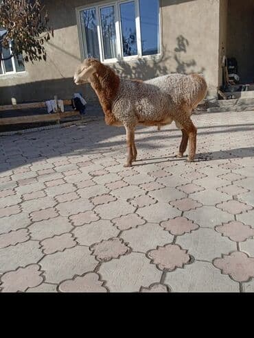 животные в добрые руки: Продаю | Ягненок, Баран (самец) | Арашан | Племенные, Осеменитель — 3
