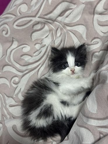 племенные коровы: Хочу отдать котёнка в надёжные руки котёнку около полтора месяца — 7
