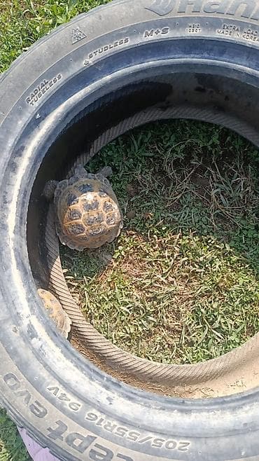 daewoo tacuma: Шины 205 / 55 / R 16, Зима, Корея, Hankook — 1