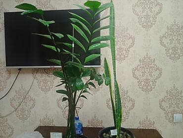 куплю баню: Комнатные растения в декоративных кашпо - Замиокулькас (долларовое — 3