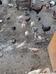 продажа щенков немецкой овчарки с документами в бишкеке: Тоок, короз, 5-6 айлык жожо тооктор сатылат. Баасын суйлошобуз — 1