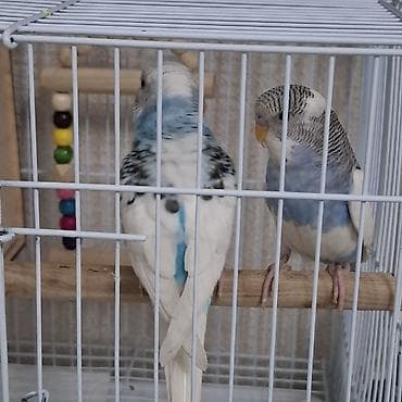 волнистые попугаи альбиносы: Продаются волнистые попугаи. Молодые, активные, красивые, с ярким — 3