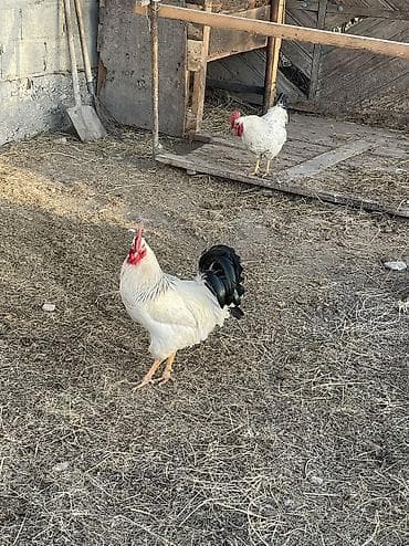 4 шк Короз сатылыт Сокулук Романовкада at lalafo.kg 4 шк Короз сатылыт Сокулук Романовкада