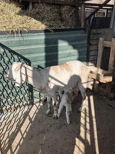 индук сатам: Сатам | Эчки (ургаачы) | Сүт алуу үчүн — 3