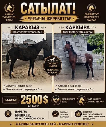 Продаю | Кобыла (самка) | Английская | Конный спорт | Племенные