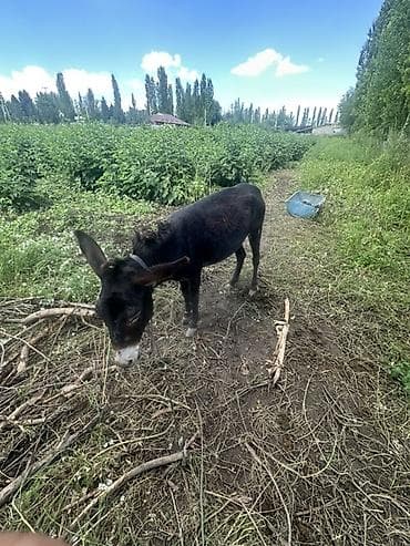 сөөл жан: Осёл (молодой, тёмно‑бурой масти) Описание: - Домашний осёл — 1