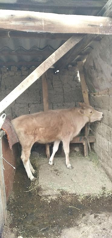 Башка жаныбарлар: Сатам | Бука (эркек), Кунаажын | Бордоп семиртүү үчүн | Байланган — 7