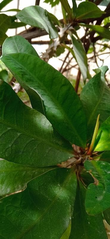 верблюжья колючка: Молочай Миля (Euphorbia milii), крупный кустовой экземпляр - Вид — 4