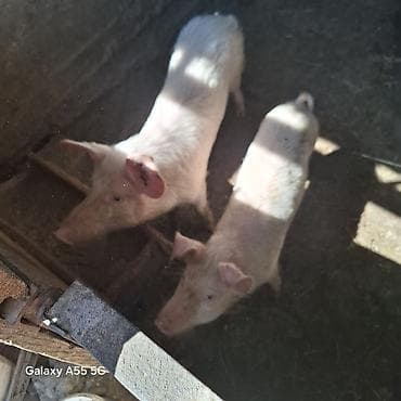 шатландский кошка: Продаю | Поросенок | Крупная белая | Для разведения — 2