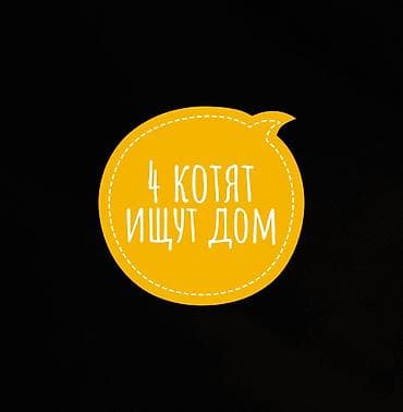 Отдам даром кошку: Четверо котят рождения мартовского ищут дом. Кушают сами, в туалет — 1