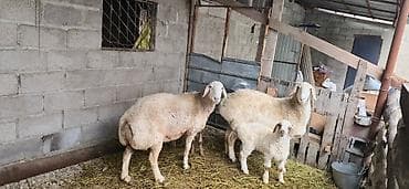 собака кане корсо: Продаю | Овца (самка) | Для разведения | Матка — 4