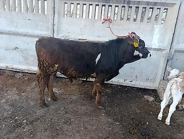 малёк рыбы: Продаю | Бык (самец) | Полукровка | На откорм | Привязанные — 3