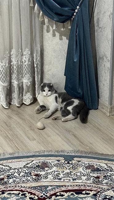 Мышыктар сатылат: Шотландский вислоухий кот. Красивый серо-белый окрас. Спокойный — 2