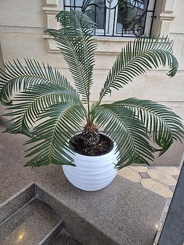 Пальмы: Саговник (Cycas revoluta) в декоративном кашпо - Эффектное — 1