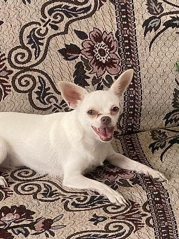 Вязка: Чихуахуа, Самка, 2 года, С прививкой