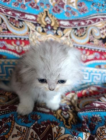 Мышыктар: 1 айлык, Ургаачы, Күмүш өңдүү шиншилла — 3