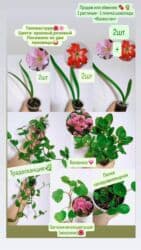 продажа комнатных цветов: РАСПРОДАЖА 🔥🔥🔥🔥 Продаю комнатные растения, цветы . Цены Разные❗🪴 — 2