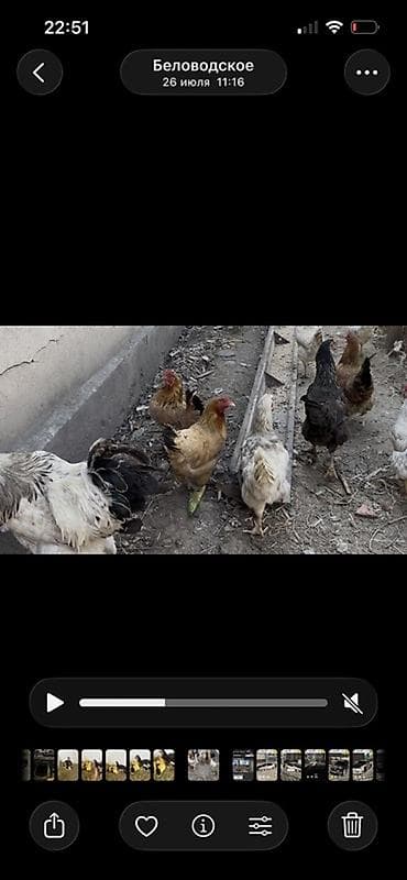 буки: Продаю | Куры | Домашняя | Несушки — 2