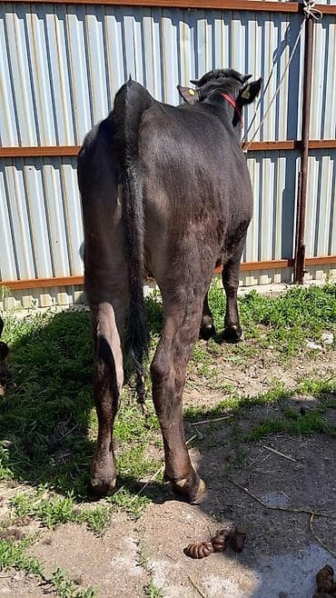 матки пчел: Продаю | Тёлка | На откорм | Отела не было — 6