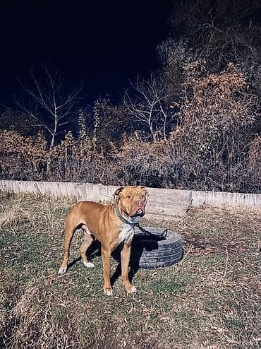 питбультерьер: Питбуль, 1 год, Самец, С прививкой — 3