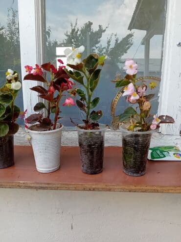 Вечно цветущая бегоня