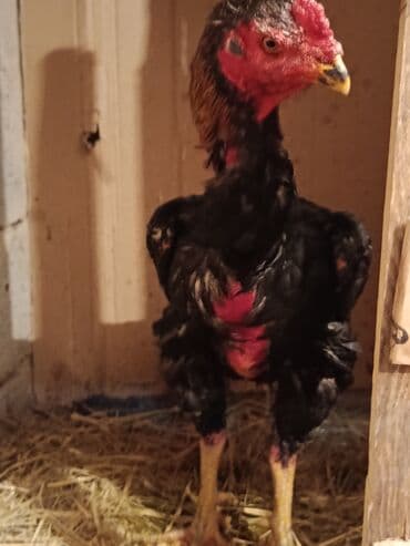 бойцовский питбуль: Продаю | Петух | Бойцовая | Для разведения — 4