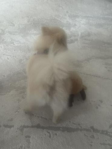 плюшевый кот: Мягкая игрушка «Краб/крабик» для домашних животных - Форма: округлая — 1