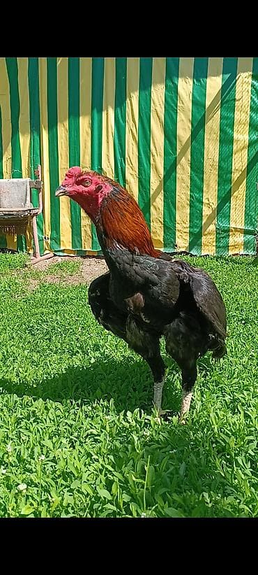 выстрел собак: Продаю | Петух | Бойцовая, Дакан | Для разведения, Для боев — 7