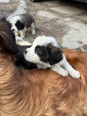 хаски ош: Сенбернар, 1 месяц, Самка — 4