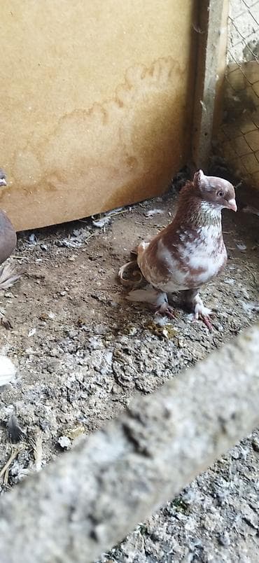 Үй жаныбарлары: Голуби когучкон самка самец сатылат — 2